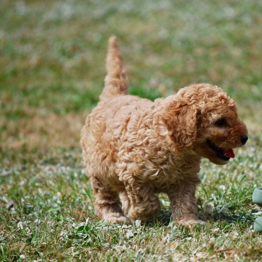 chiot Caniche Fauve Tartine Elevage zadatis  caniche , teckel