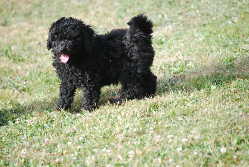 ZADATIS Adam Mâle Caniche
