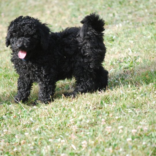 chiot Caniche Noir Elevage zadatis  caniche , teckel