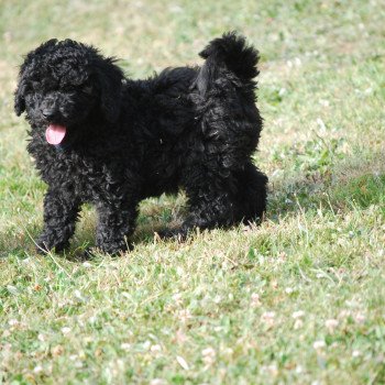 chiot Caniche Noir Elevage zadatis caniche , teckel chiot Caniche Noir Elevage zadatis caniche , teckel