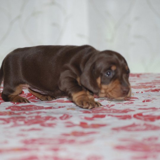 chiot Teckel Chocolat Elevage zadatis  caniche , teckel