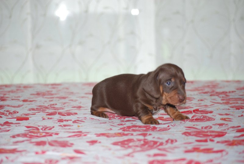 ZADATIS Anatole Mâle Teckel