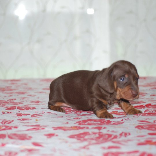 chiot Teckel Chocolat Anatole Elevage zadatis  caniche , teckel