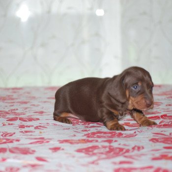 chiot Teckel Chocolat Anatole Elevage zadatis  caniche , teckel