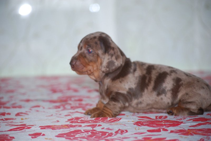 ZADATIS Akka Femelle Teckel