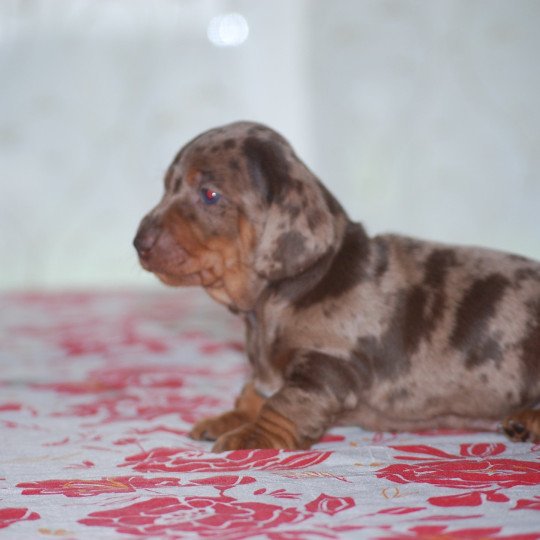 chiot Teckel Arlequin chocolat Elevage zadatis  caniche , teckel