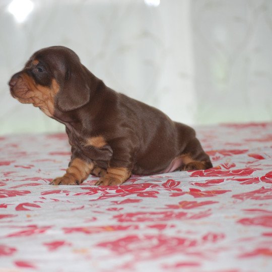 chiot Teckel Chocolat Elevage zadatis  caniche , teckel