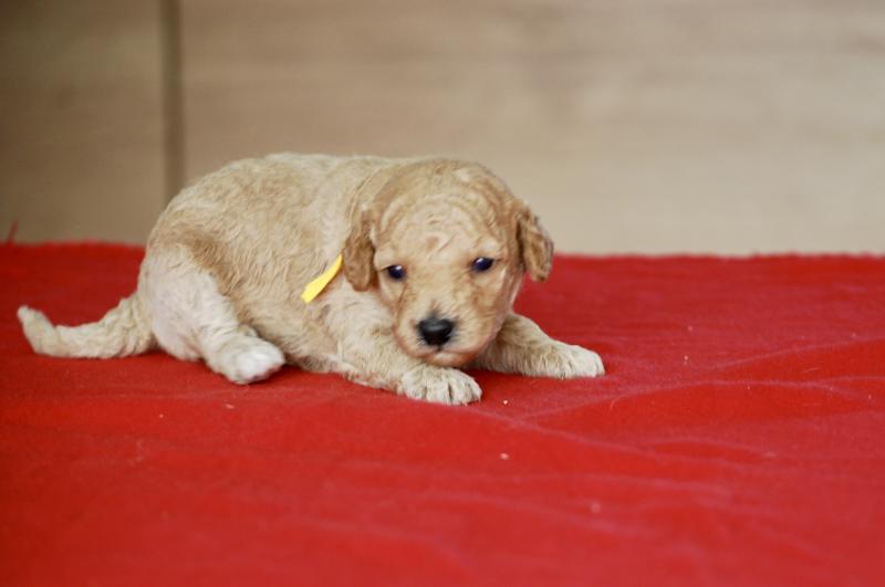 ZADATIS Biscotte Femelle Caniche