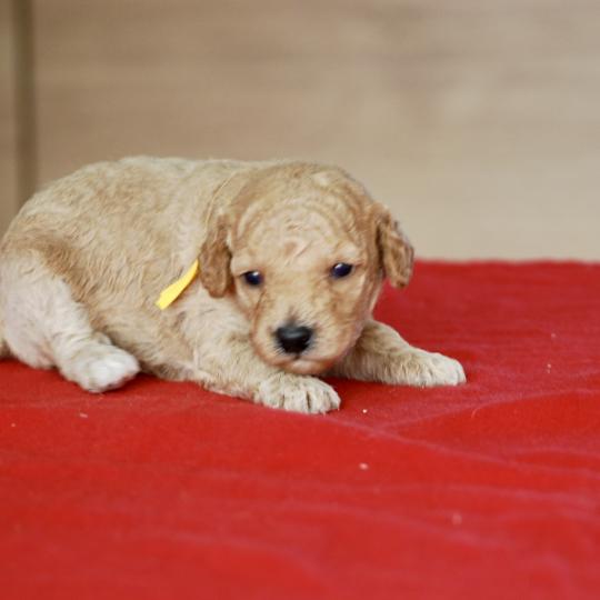 chiot Caniche Elevage zadatis  caniche , teckel