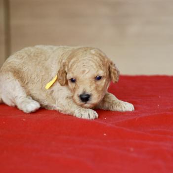 chiot Caniche Elevage zadatis  caniche , teckel