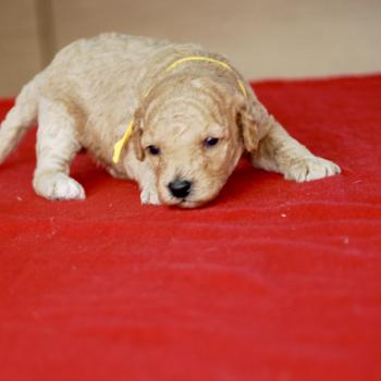 chiot Caniche Elevage zadatis  caniche , teckel