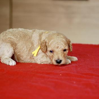 chiot Caniche Elevage zadatis  caniche , teckel