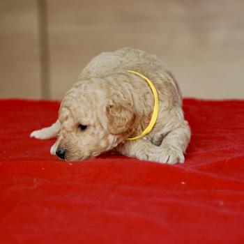 chiot Caniche Elevage zadatis  caniche , teckel