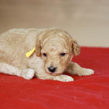 chiot Caniche Elevage zadatis  caniche , teckel