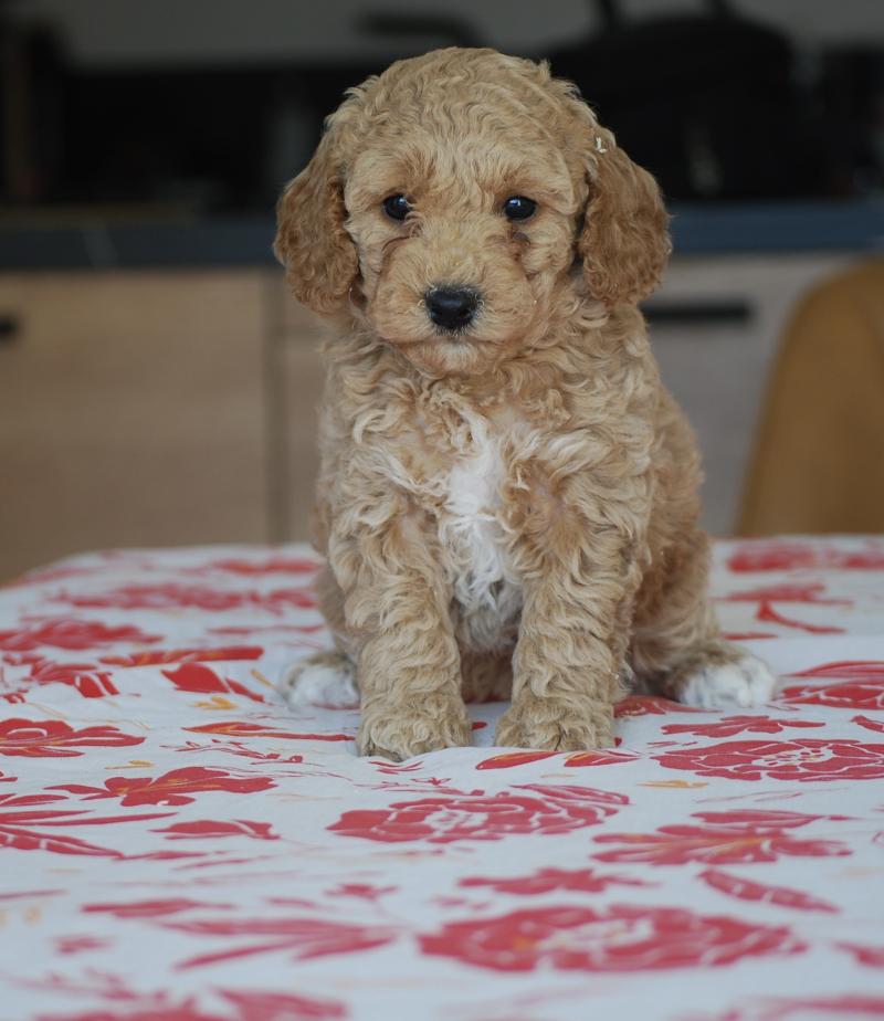 ZADATIS Biscotte Femelle Caniche