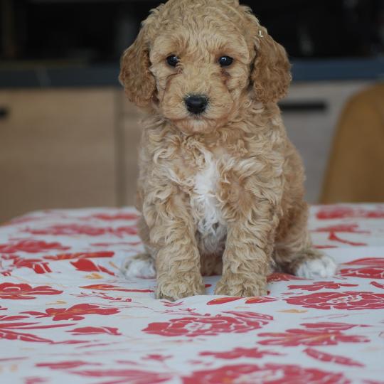 ZADATIS Biscotte Femelle Caniche