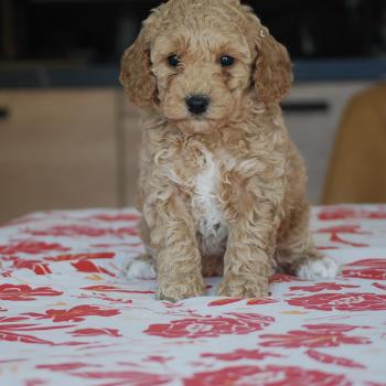 chiot Caniche Noisette et blanche Biscotte Elevage zadatis  caniche , teckel