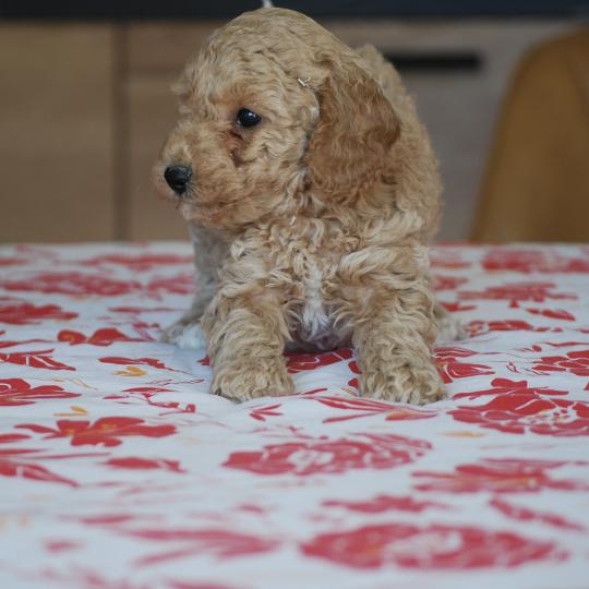 chiot Caniche Caramel et blanche Biscotte Elevage zadatis  caniche , teckel