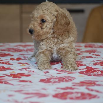 chiot Caniche Caramel et blanche Biscotte Elevage zadatis  caniche , teckel