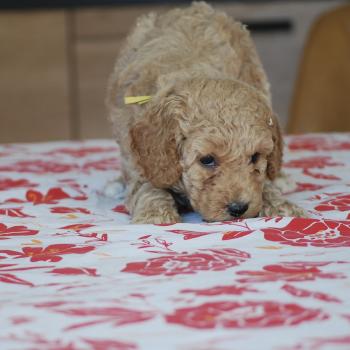 chiot Caniche Caramel et blanche Biscotte Elevage zadatis  caniche , teckel