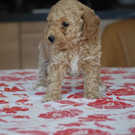 chiot Caniche Caramel et blanche Biscotte Elevage zadatis  caniche , teckel