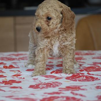 chiot Caniche Caramel et blanche Biscotte Elevage zadatis  caniche , teckel