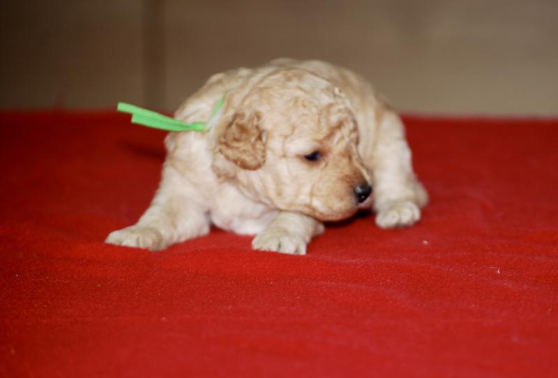 ZADATIS Bidou Mâle Caniche