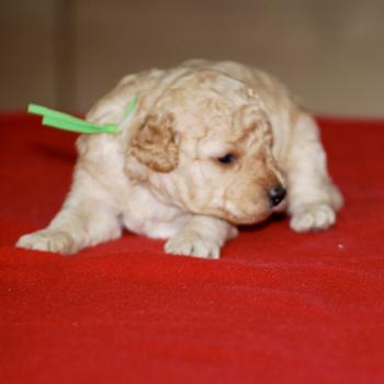 chiot Caniche Fauve Elevage zadatis  caniche , teckel