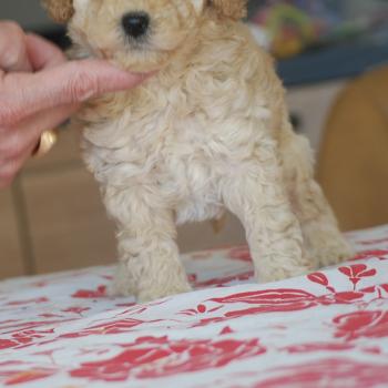 chiot Caniche Champagne Bidou Elevage zadatis  caniche , teckel