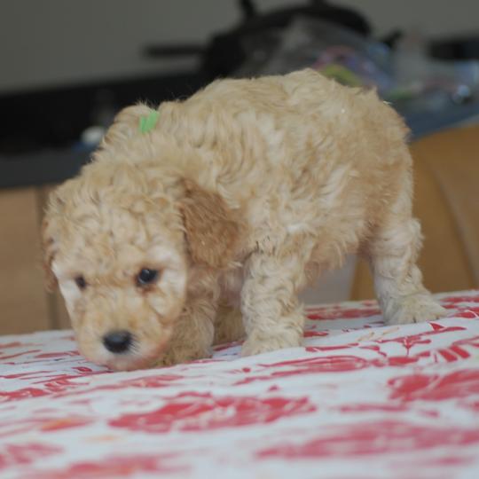 chiot Caniche Champagne Bidou Elevage zadatis  caniche , teckel