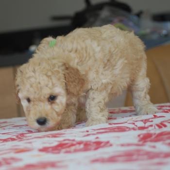 chiot Caniche Champagne Bidou Elevage zadatis  caniche , teckel