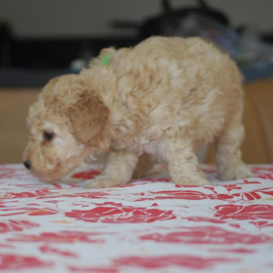 chiot Caniche Champagne Bidou Elevage zadatis  caniche , teckel