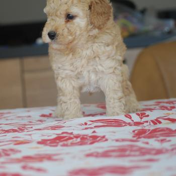 chiot Caniche Champagne Bidou Elevage zadatis  caniche , teckel