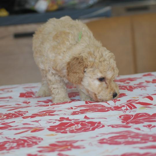 chiot Caniche Champagne Bidou Elevage zadatis  caniche , teckel