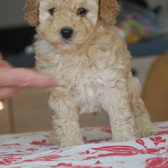 chiot Caniche Champagne Bidou Elevage zadatis  caniche , teckel