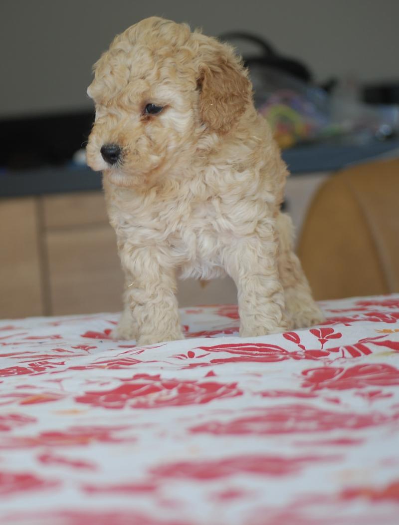 ZADATIS Bidou Mâle Caniche