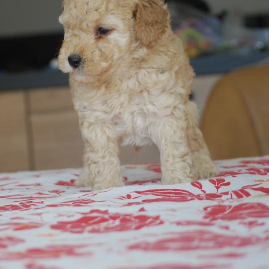 ZADATIS Bidou Mâle Caniche