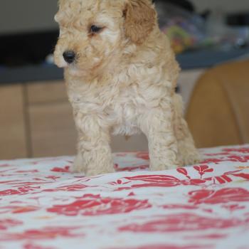 chiot Caniche Champagne Bidou Elevage zadatis  caniche , teckel