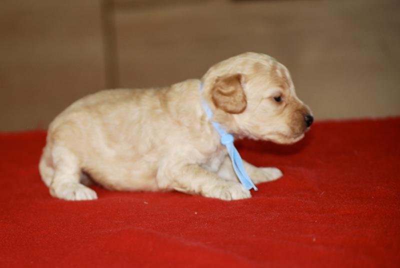 ZADATIS Cally Mâle Caniche