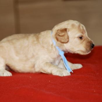 chiot Caniche Elevage zadatis  caniche , teckel