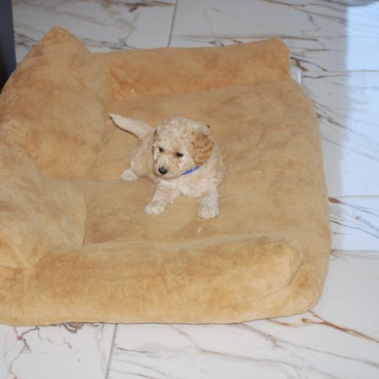 chiot Caniche Cally Elevage zadatis  caniche , teckel