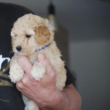 chiot Caniche Cally Elevage zadatis  caniche , teckel