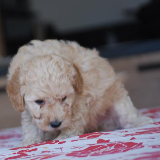 chiot Caniche Cally Elevage zadatis  caniche , teckel