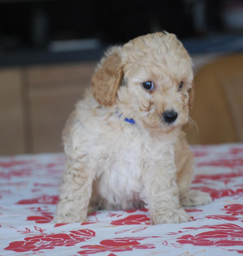 ZADATIS Cally Mâle Caniche