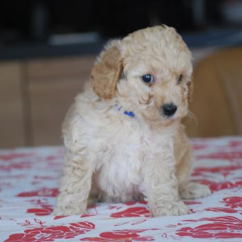 chiot Caniche Cally Elevage zadatis  caniche , teckel