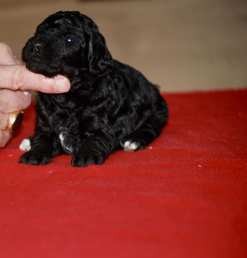 ZADATIS BRASSENS Mâle Caniche