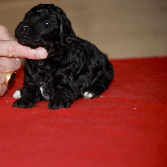 chiot Caniche Elevage zadatis  caniche , teckel