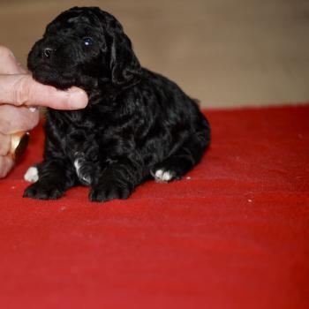 chiot Caniche Elevage zadatis  caniche , teckel