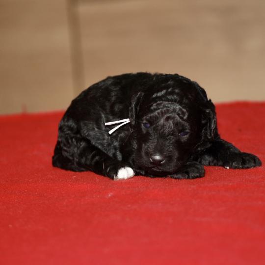 chiot Caniche Elevage zadatis  caniche , teckel