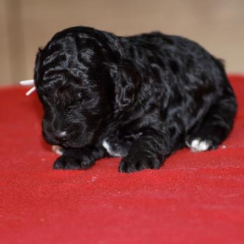 chiot Caniche Elevage zadatis  caniche , teckel